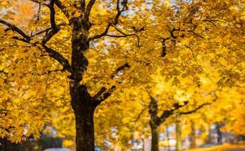 上学放学路上的风景作文