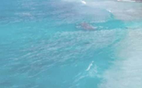 夏日美丽的风景作文100字