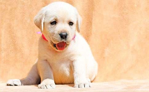 小狗小学作文300字